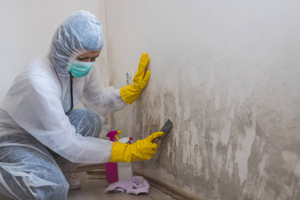 Best Mold Cleaning Services  in Dripping Springs, TX