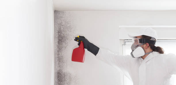 Office Mold Removal Services in Dripping Springs, TX