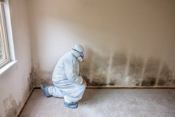 Best Toxic Mold Removal  in Dripping Springs, TX
