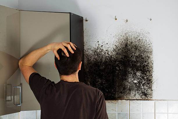 Best Crawl Space Mold Removal  in Dripping Springs, TX