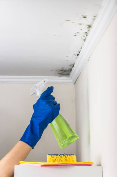 Best Fast Mold Removal  in Dripping Springs, TX