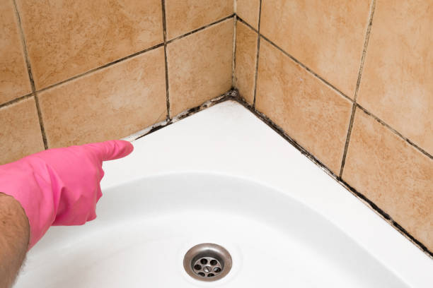 Best Certified Mold Removal  in Dripping Springs, TX