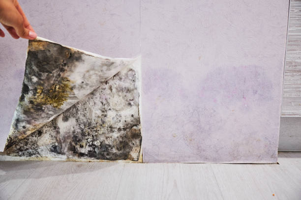 Best Mold Removal Near Me  in Dripping Springs, TX